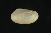 藏品(青蚌(稜蚌))的圖片